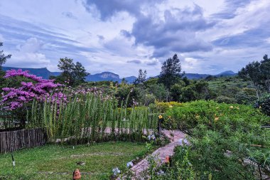 Vale do Capao, Chapada Diamantina, Palmeiras, Bahia, Brezilya 'daki Aguas Claras şelalesinde güzel bir çiçek.
