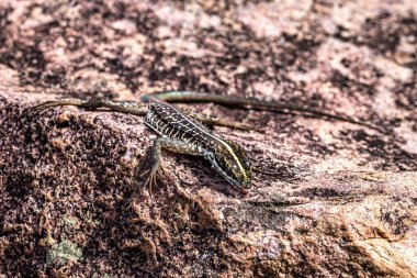 Lizard at the Buracao waterfall, Ibicoara, Chapada Diamantina in Bahia, Brazil in Latin America