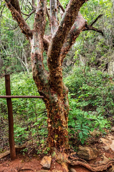 Baum Mit Bienenlöchern Auf Dem Weg Zur Gruta Lapa Doce — Stockfoto