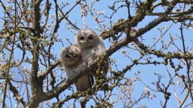 Genç tawny baykuşları, Strix aluco bir dal üzerine tünemiş. Bu kahverengi baykuş, Palearctic 'in genelinde genellikle ağaçlık alanlarda bulunan tıknaz, orta büyüklükte bir baykuştur..