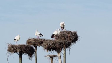 Los Barruecos Doğal Anıtı, Malpartida de Caceres, İspanya 'da Extremadura' da korunan bir bölgedeki Ciconia Beyaz Leylek kolonisi..