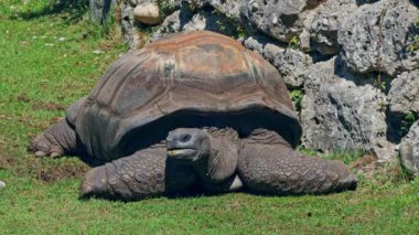 Curieuse Adası 'ndaki (Seyşeller Adası' ndaki Praslin Adası 'nın başarılı bir vahşi kaplumbağa koruma programına ev sahipliği yapan) dev Aldabra kaplumbağası (Aldabrachelys gigantea).