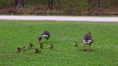 Küçük bebekleri olan gri lag kazları ailesi. Gri-lag kaz, Anser anser, Anatidae familyasından bir kaz türü.