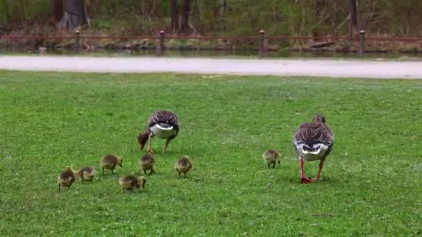 Family Greylag Geese Small Babies Greylag Goose Anser Anser Large — Stock Video