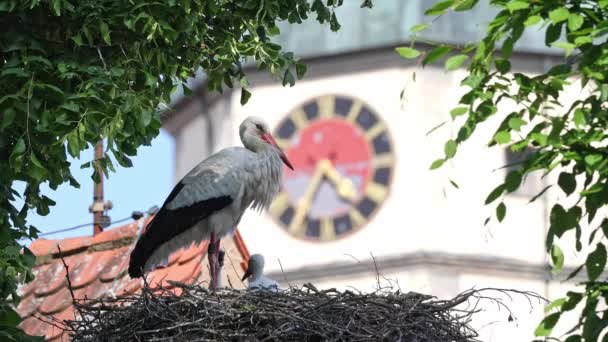 White Stork Ciconia Ciconia Μικρά Μωρά Στη Φωλιά Στο Oettingen — Αρχείο Βίντεο