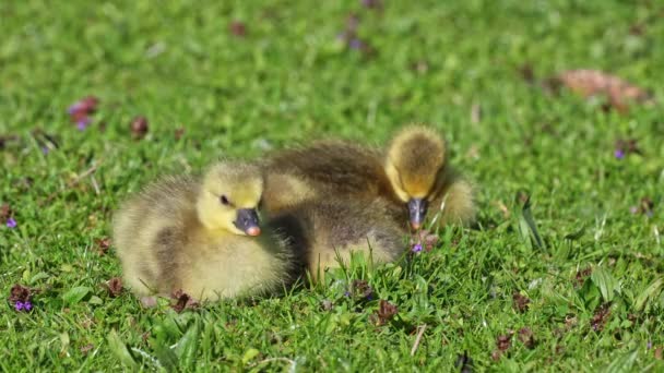Close Beautiful Yellow Fluffy Greylag Goose Baby Gosling Spring Anser — Vídeo de stock