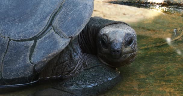 Żółw Olbrzymi Aldabrachelys Gigantea Wyspie Curieuse Miejscu Udanego Programu Ochrony — Wideo stockowe