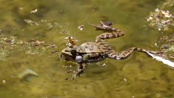 ヨーロッパの一般的なカエルやヨーロッパの草のカエルとしても知られている一般的なカエル ラナテンポラリア 水に単回爬虫類のクロッキングは 蘭科の半水棲両生類です — ストック動画