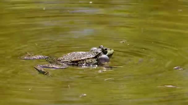 Κοινός Βάτραχος Rana Temporaria Μόνο Ερπετό Croaking Στο Νερό Επίσης — Αρχείο Βίντεο