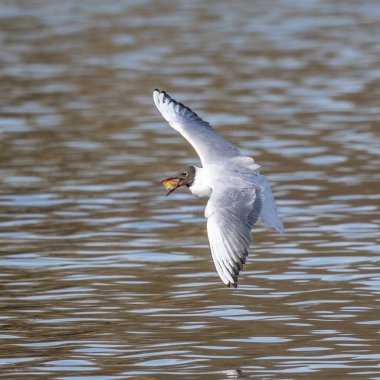 Kroicocephalus ridibundus, Almanya 'nın Münih kentindeki İngiliz Bahçesi' nde bir gölün üzerinde uçuyordu. Yetişkin kış tüyleri