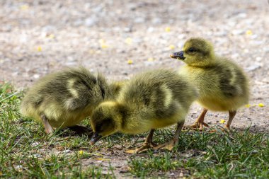 Anser anser, Anatidae familyasından bir kuş türü olan Anatidae familyasından bir kaz türü.