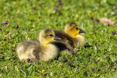 Anser anser, Anatidae familyasından bir kuş türü olan Anatidae familyasından bir kaz türü.