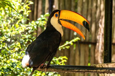 Toco Toucan, Bird Park Parque Das Aves 'de, ünlü Iguacu Şelalesi' nin yanındaki Foz do Iguacu kasabasında, Brezilya, Arjantin ve Paraguay arasındaki sınırda..