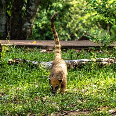 Güney Amerika Koati Ailesi, Halka Kuyruklu Koati, Nasua Nasua Iguazu Şelalesi, Puerto Iguazu, Arjantin. Iguassu Şelalesi yakınlarında yaygın bir Coati türüdür..