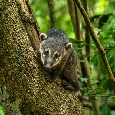 Family of South American Coati, Ring-tailed Coati, Nasua nasua at Iguazu Falls, Puerto Iguazu, Argentina. A common species of Coati present near Iguassu Falls.