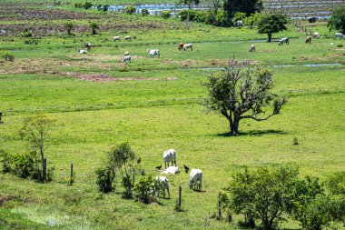 Brezilya 'da Santa Catarina, Canelinha' da bir çayırda ineklerle güzel manzara