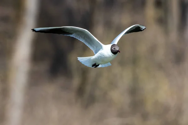 在德国慕尼黑英国花园的一个湖面上 一只黑头海鸥的尸体 铬斑潜鸟飞过湖面 成人冬季羽毛 — 图库照片