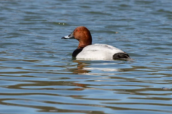 stock image The Red-crested Pochard, Netta rufina is a large diving duck. Here swimming in a lake at Munich, Germany