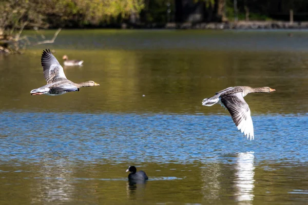 stock image The greylag goose, Anser anser is a species of large goose in the waterfowl family Anatidae and the type species of the genus Anser. Here flying in the air.