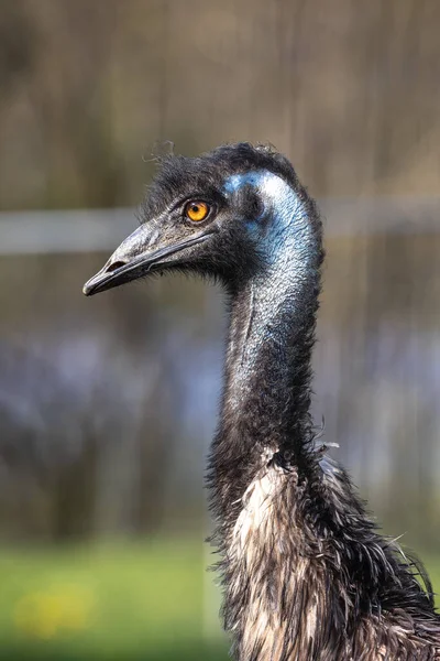 Closeup Emu Dromaius Novaehollandiae Segunda Maior Ave Viva Altura Depois — Fotografia de Stock