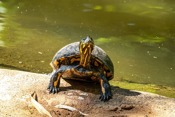 Fekete Bellied Slider Turtle Trachemys Dorbigni Más Néven Orbigny Slider — Stock Fotó