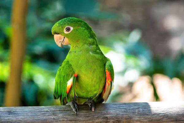 Periquitao-maracana, Beyaz gözlü muhabbet kuşu, Iguazu Ulusal Parkı 'ndaki Psittacara löcophthalmus, Foz do Iguacu, Parana Eyaleti, Brezilya