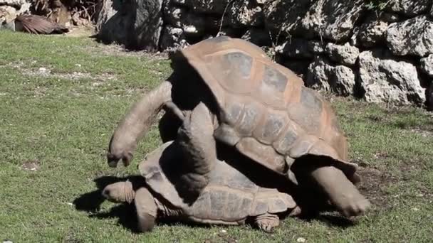 Συμπεριφορά Ζευγαρώματος Της Γιγαντιαίας Χελώνας Aldabra Aldabrachelys Gigantea Στο Νησί — Αρχείο Βίντεο
