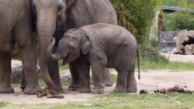 Küçük Asya ya da Asya fili Elephas maximus, Elephas cinsinin yaşayan tek türüdür ve Güneydoğu Asya 'da Hindistan ve Nepal' den doğuda Borneo 'ya kadar yayılır..