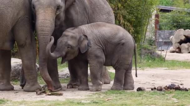 Pouco Elefante Asiático Asiático Elephas Maximus Única Espécie Viva Gênero — Vídeo de Stock