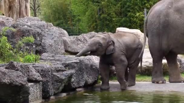 Lite Asiatisk Eller Asiatisk Elefant Elephas Maximus Den Enda Levande — Stockvideo