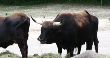 Bos Primigenius Taurus, soyu tükenmiş yaban öküzlerine benzediğini iddia etti. Evcil dağlık sığırlar