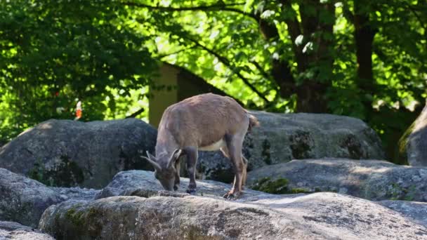 德国公园里岩石上的小山野牛 — 图库视频影像