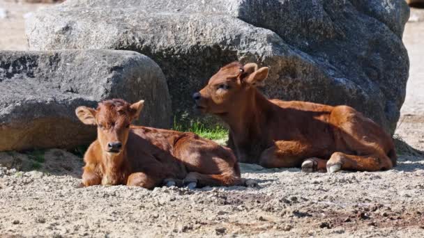 Baby Auerochsen Heck Rinder Bos Primigenius Taurus Behaupteten Den Ausgestorbenen — Stockvideo