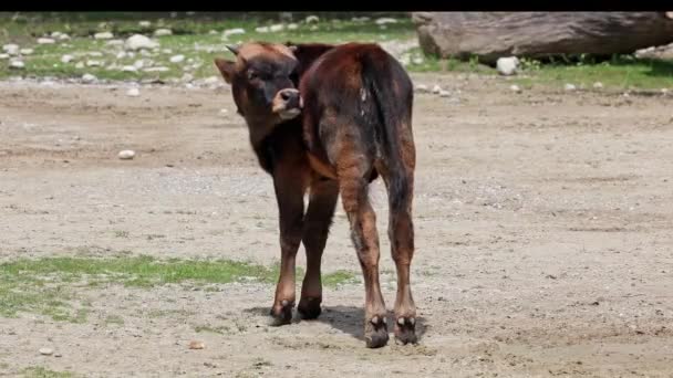 Baby Aurochs Heck Vee Bos Primigenius Taurus Beweerde Lijken Uitgestorven — Stockvideo