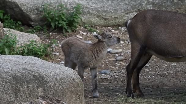 Jonge Baby Berg Steenbok Met Zijn Moeder Een Rots Capra — Stockvideo
