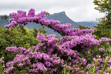 Vale do Capao, Chapada Diamantina, Palmeiras, Bahia, Brezilya 'daki Aguas Claras şelalesinde güzel bir çiçek.