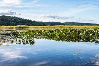 Canoe tour on the Pantanal Marimbus, waters of many rivers and abundant vegetation, in Andarai, Bahia, Brazil in the Chapada Diamantina