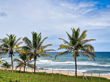 View of Imbassai beach, Bahia, Brazil. Beautiful beach in the northeast with a river and palm trees.