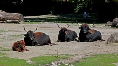Aurochs ailesi, Heck sığırı, Bos primigenius boğa, soyu tükenmiş yaban öküzlerine benzediğini iddia etti. Evcil dağlık sığırlar