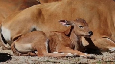 Genç bebek Banteng, Bos javanicus veya Red Bull. Vahşi bir sığır türüdür ama sığır ve bizondan farklı kilit özellikler vardır: hem erkek hem de dişilerde beyaz bir şerit..