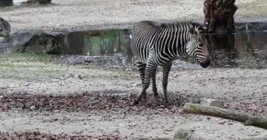 Hartmann dağ zebrası Equus zebra hartmannae, Angola 'nın güneybatısında ve Namibya' nın batısında bulunan bir dağ zebrası alt türüdür..