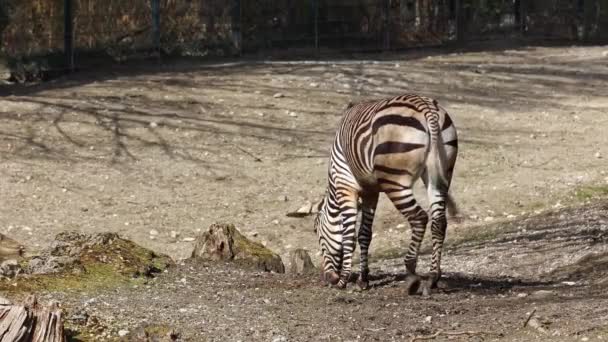 Zebra Montanhosa Hartmann Equus Zebra Hartmannae Uma Subespécie Zebra Montanhosa — Vídeo de Stock