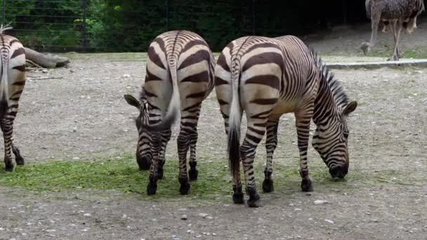 Equus Zebra Hartmannae Una Subespecie Cebra Montañosa Que Encuentra Extremo — Vídeos de Stock