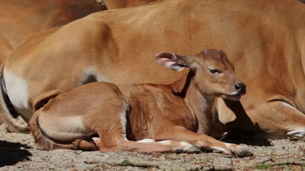 Young Baby Banteng Bos Javanicus Red Bull Type Wild Cattle — Stock Video
