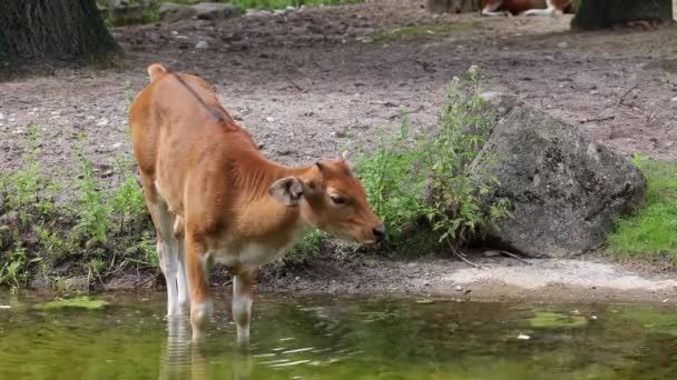 Banteng Bos Javanicus Red Bull Tratta Tipo Bestiame Selvatico Sono — Video Stock
