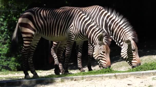 Das Hartmann Bergzebra Equus Zebra Hartmannae Ist Eine Unterart Des — Stockvideo