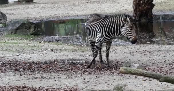 Ζέβρα Του Βουνού Hartmann Equus Zebra Hartmannae Είναι Ένα Υποείδος — Αρχείο Βίντεο