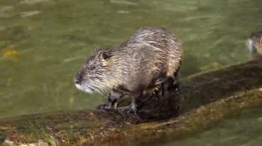 Coypu, Myocastor coypus, nehir faresi ya da nutria olarak da bilinir, büyük, otobur, yarı su kemirgeni ve Myocastoridae familyasının tek üyesidir..