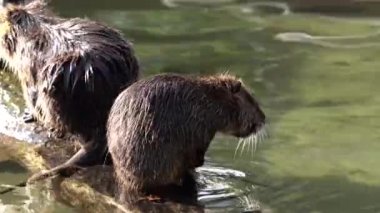 Coypu, Myocastor coypus, nehir faresi ya da nutria olarak da bilinir, büyük, otobur, yarı su kemirgeni ve Myocastoridae familyasının tek üyesidir..