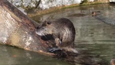 Coypu, Myocastor coypus, nehir faresi ya da nutria olarak da bilinir, büyük, otobur, yarı su kemirgeni ve Myocastoridae familyasının tek üyesidir..